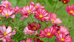 Krásenka zpeřená (Cosmos bipinnatus) 