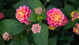 Libora (Lantana)
