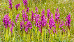 Vstavač mužský (Orchis mascula) 