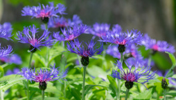 Chrpa horská (Centaurea Montana) 