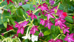 Tabák křídlatý (Nicotiana alata) 