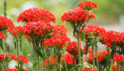 Kohoutek chalcedonský (Lychnis chalcedonica)