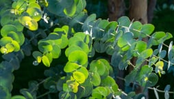 Eukalyptus neboli blahovičník