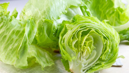 Ledový salát (Lactuca sativa var. Capitata)