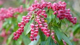 Pieris japonský