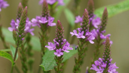 Verbena šípovitá neboli sporýš šípovitý (Verbena hastata) 