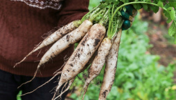 Daikon neboli ředkev setá bílá
