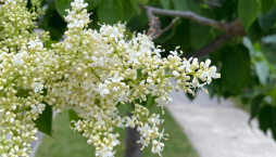 Šeřík japonský (Syringa reticulata) 