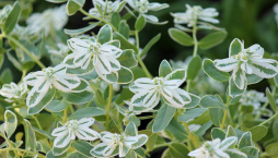 Pryšec vroubený (Euphorbia marginata)