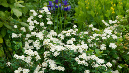 Tavolník břízolistý (Spiraea betulifolia) 