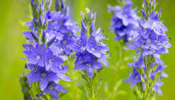 Rozrazil ožankový (Veronica teucrium)