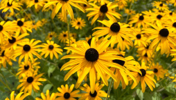 rudbekie