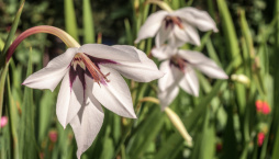 Habešský mečík nebo také vonný mečík či acidanthera (Gladiolus murielae)