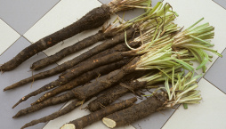 Černý kořen (Scorzonera hispanica)