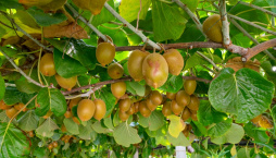 Kiwi