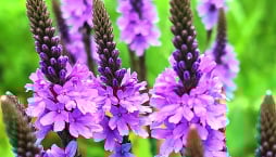 Sporýš přímý (Verbena stricta) 
