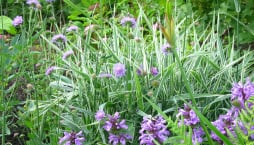 Chrastice rákosovitá (Phalaris arundinacea) 
