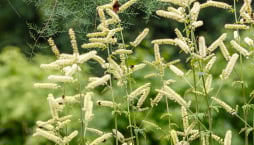 Ploštičník hroznatý (Actaea racemosa, syn. Cimicifuga racemosa)