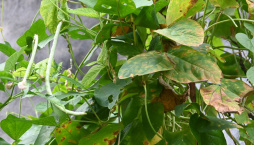 Vigna čínská (Vigna sinensis)
