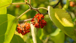 Papírovník čínský (Broussonetia papyrifera)
