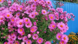Hvězdnice novoanglická (Aster novae-angliae)