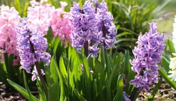 Hyacinty