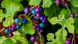 Révovník žláznatý (Ampelopsis glandulosa) 