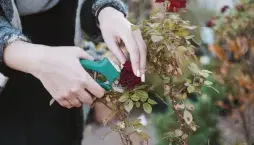 Péče o růže na podzim 