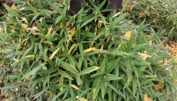 Méně známý zakrslý bambus