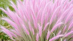 Wow efekt zaručen! Tráva, která vypadá jako růžový oblak, si získává svět