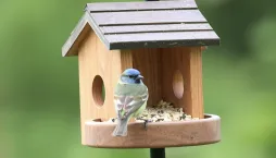 Je čas připravit ptačí krmítko