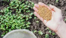 Prázdné záhony si zaslouží trochu podzimní péče