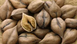 Ořešák japonský (Juglans ailantifolia)