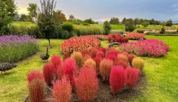 Kochia