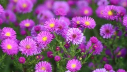 hvězdnice keříčkovitá (Aster dumosus)