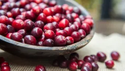 Klikva velkoplodá (Vaccinium macrocarpon) 