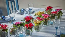 miniaturní vánoční hvězda