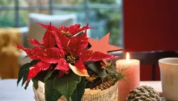 Květinové dekorace s vánoční hvězdou