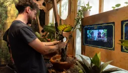 Pěstování mandragory