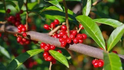 Hlošina okoličnatá (Elaeagnus umbellata) 