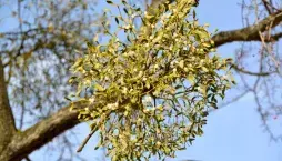 Jmelí bílé v zahradě