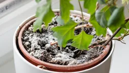 Plesnivá hlína v květináčích pokojovek