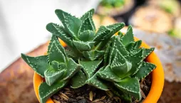 tygří tlamička (Faucaria tigrina)