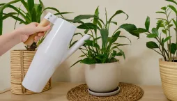 pokojovky pro tmavý byt