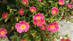 Šrucha velkokvětá