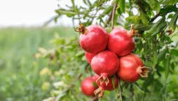 Exotické ovoce v podobě granátového jablka