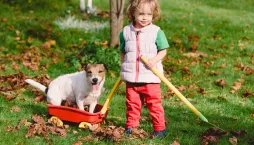 Zazimování trávníku