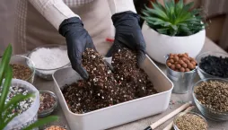 Starý substrát není vždy mrtvý substrát 