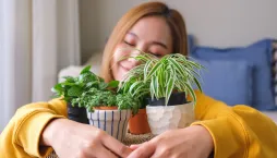 Pokojové rostliny pro začátečníky