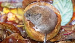 Škůdce zahrady roztomilého vzhledu